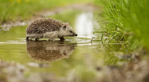 Adviseur Ecologie