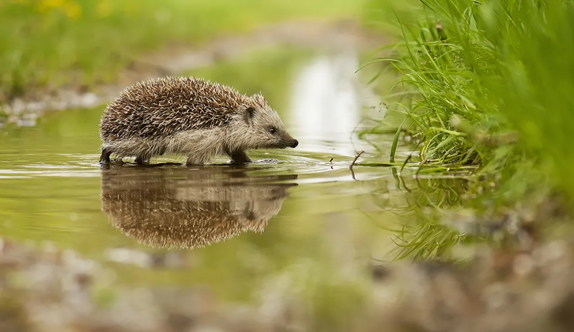 Adviseur Ecologie